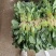 精品菠菜大量上市中量大从优欢迎选购支持视频看货