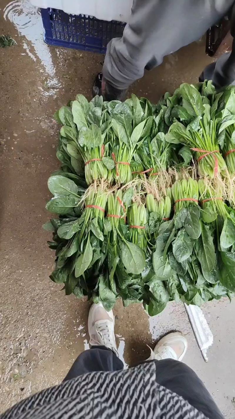 精品菠菜大量上市中量大从优欢迎选购支持视频看货