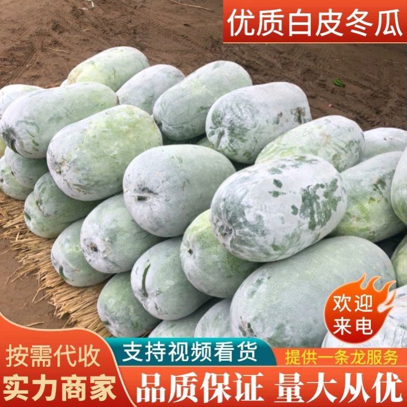 【白皮冬瓜】中牟冬瓜大量上市保质保量按需代收一条龙