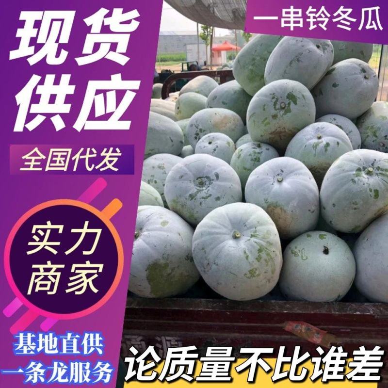 【基地直供】一串零冬瓜大量上市品质好价格低欢迎抢购