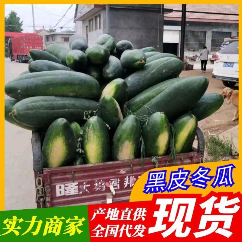 【推荐】河南中牟黑皮冬瓜产地直发量大质量保证诚信代发