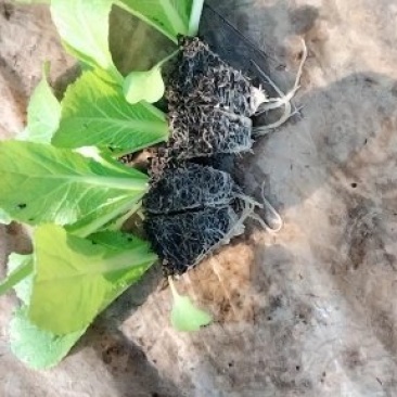 大白菜苗
