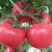 西红柿苗，抗病毒西红柿苗，大果硬粉番茄苗