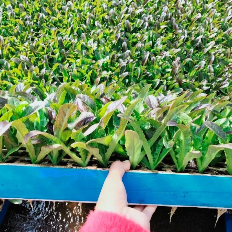 大白菜苗