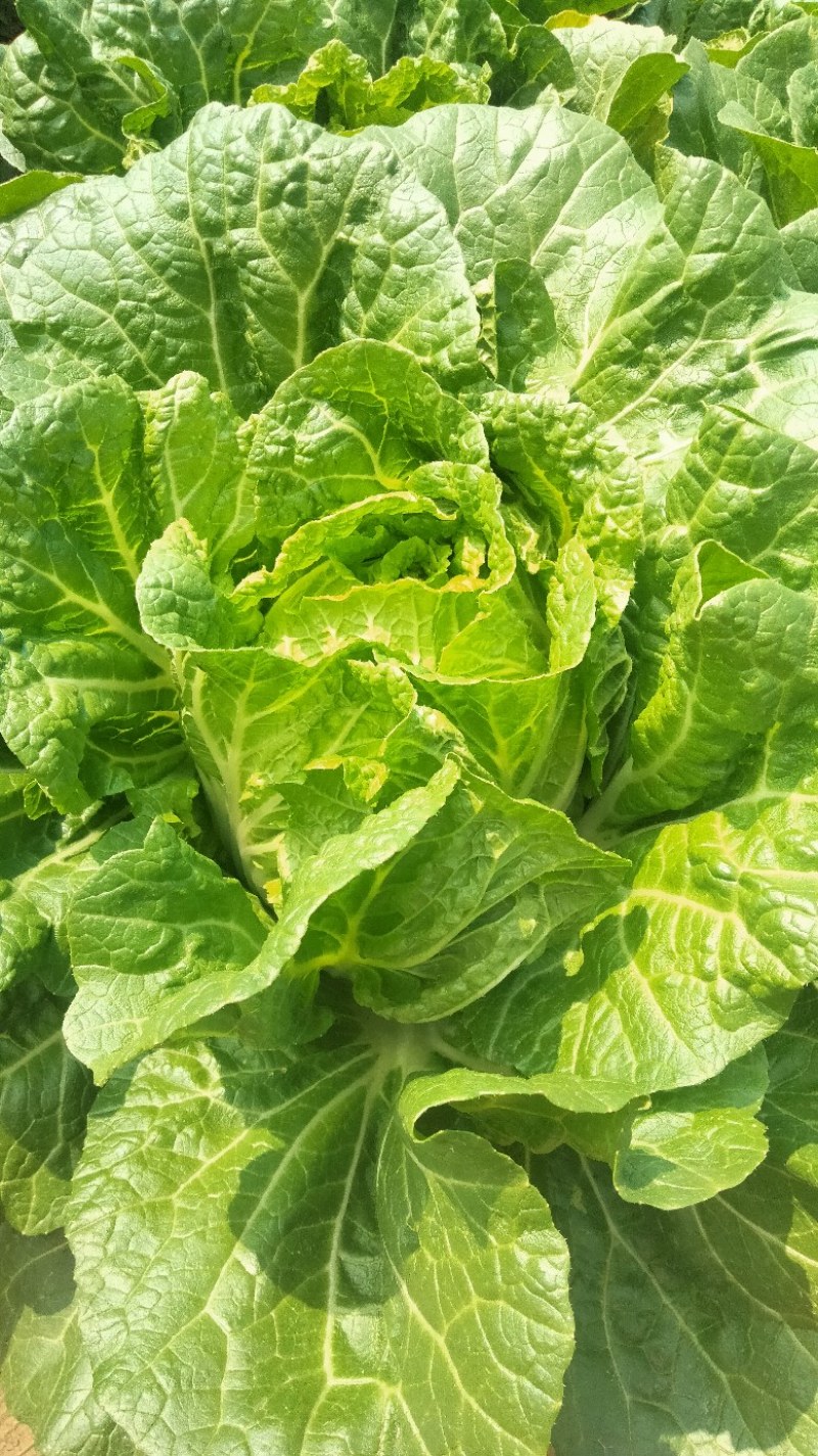 大白菜苗