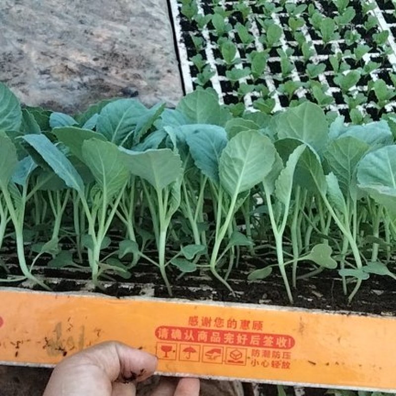 大白菜苗
