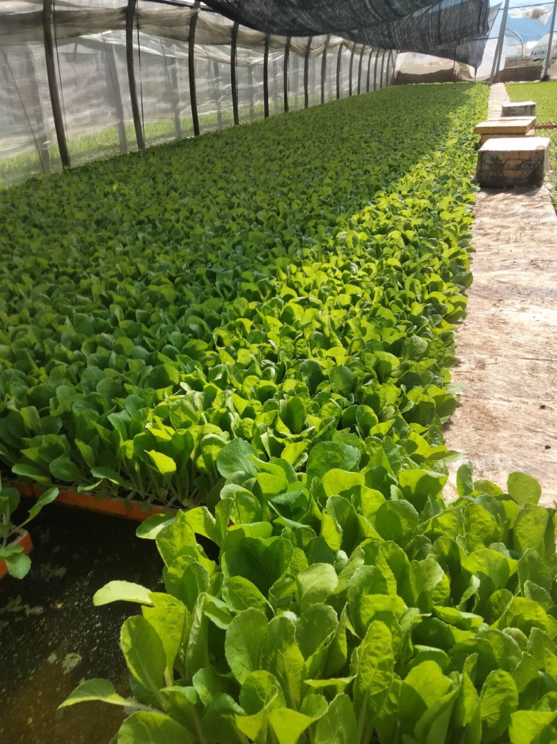 大白菜苗