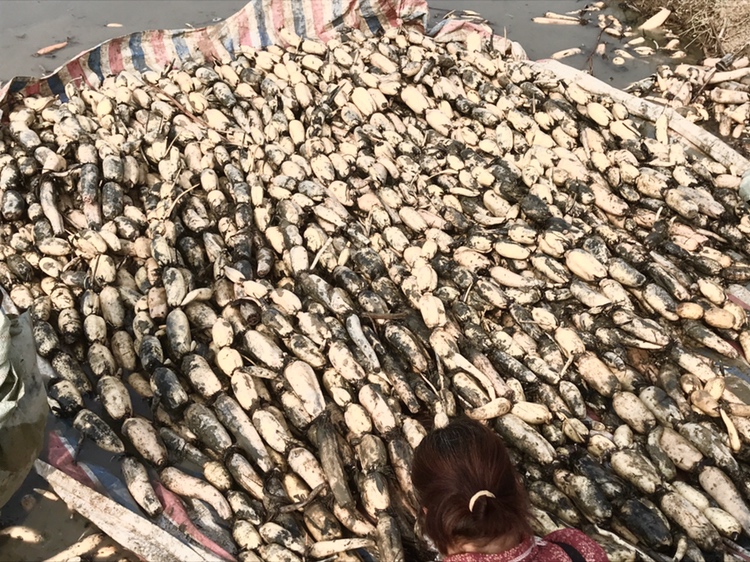 莲藕成熟采收场景