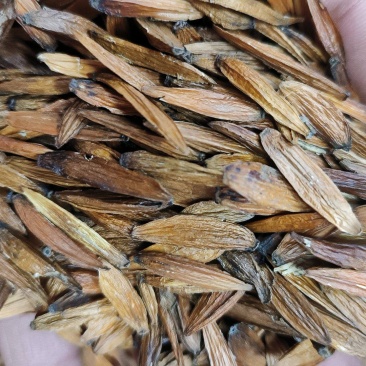 喜树果包邮千丈树天梓树干货支持线上交易