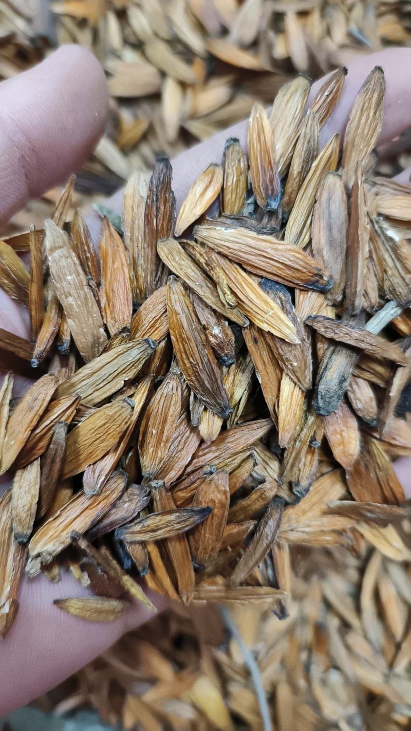 喜树果包邮千丈树天梓树干货支持线上交易