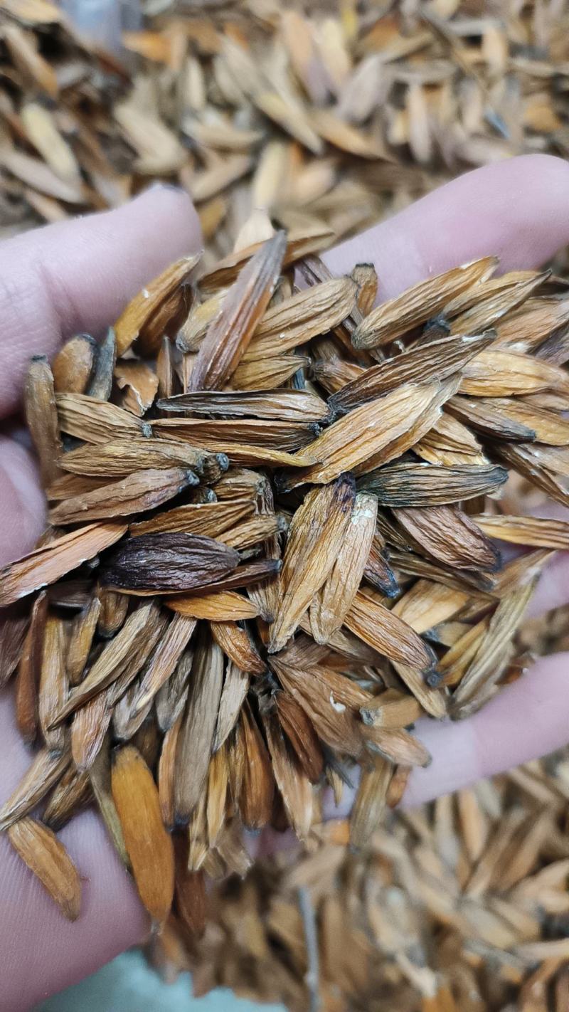 喜树果包邮千丈树天梓树干货支持线上交易