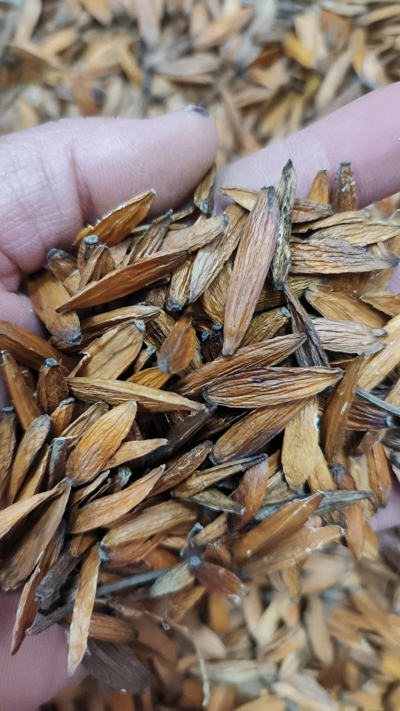 喜树果包邮千丈树天梓树干货支持线上交易