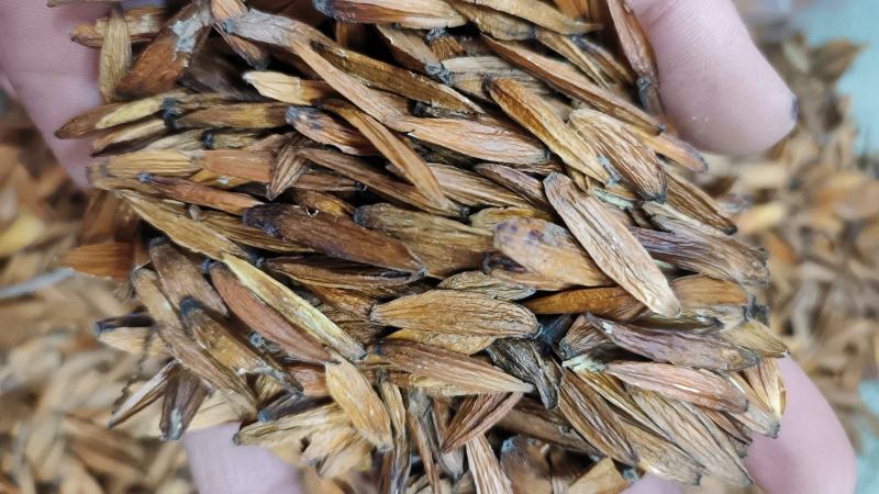 喜树果包邮千丈树天梓树干货支持线上交易
