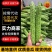 【优质苦瓜】条直无虫眼电商包装货源充足大量供应
