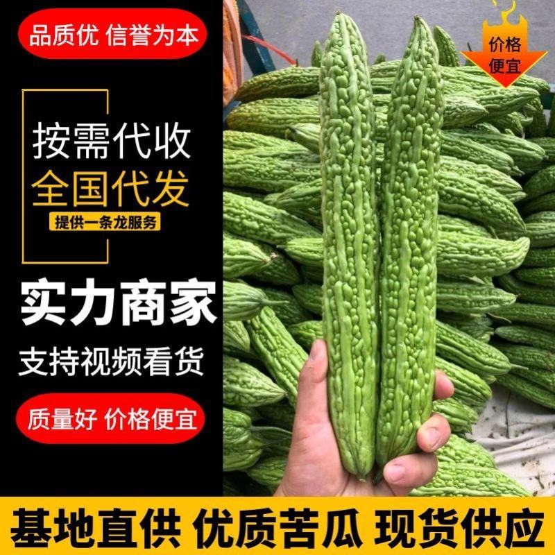 【优质苦瓜】条直无虫眼电商包装货源充足大量供应