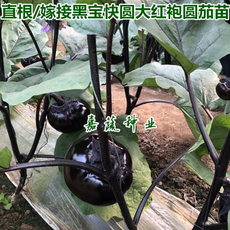 嫁接圆茄苗，黑宝圆茄，快圆，大红袍，绿瓤白瓤紫茄