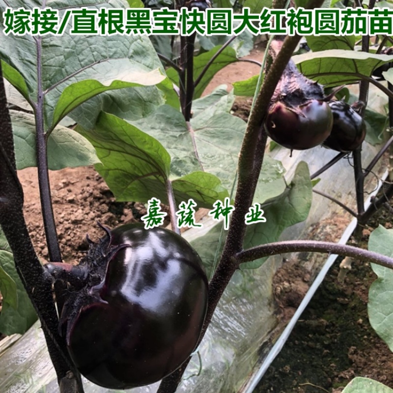 嫁接圆茄苗，黑宝圆茄，快圆，大红袍，绿瓤白瓤紫茄