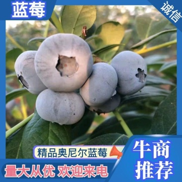 【优选】蓝莓奥尼尔蓝莓一手货源产地直发H25欢迎来电
