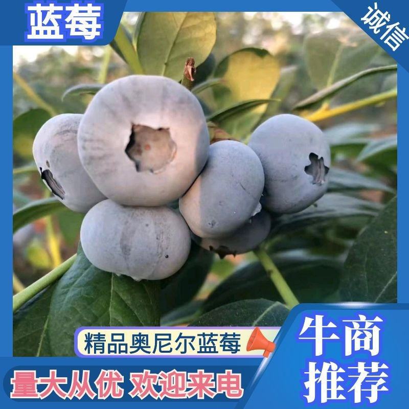 【优选】蓝莓奥尼尔蓝莓一手货源产地直发H25欢迎来电