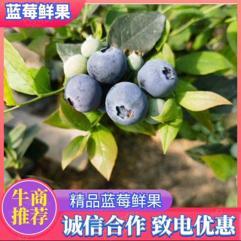 【精品优选】蓝莓鲜果一手货源产地直发，保质保量，欢迎来电