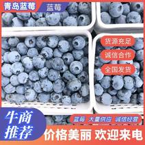H5.L25.青岛蓝莓鲜果品种多，口感好，产地直发