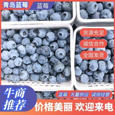 【精品】H5.L25.青岛蓝莓鲜果品种多口感好产地直发