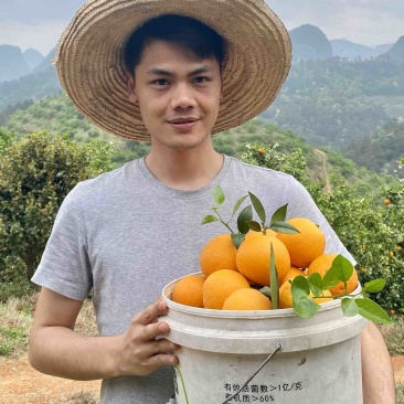 广西桂林高山夏橙，支持平台对接，一件代发