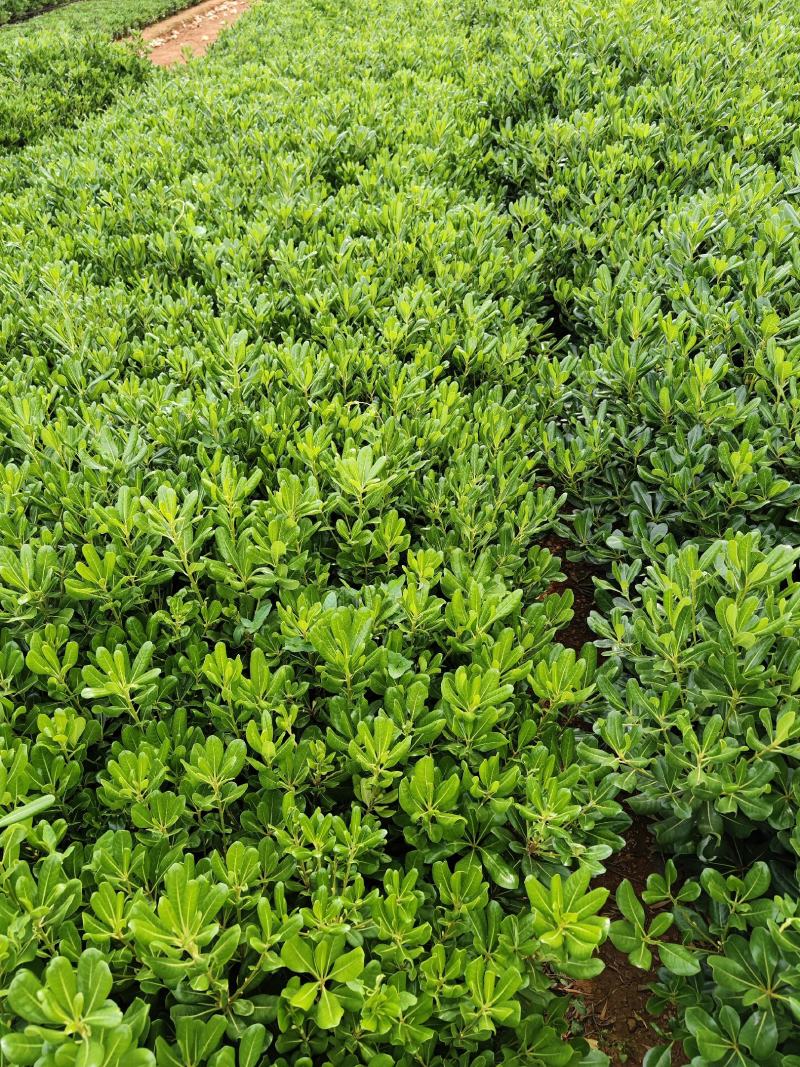 海桐