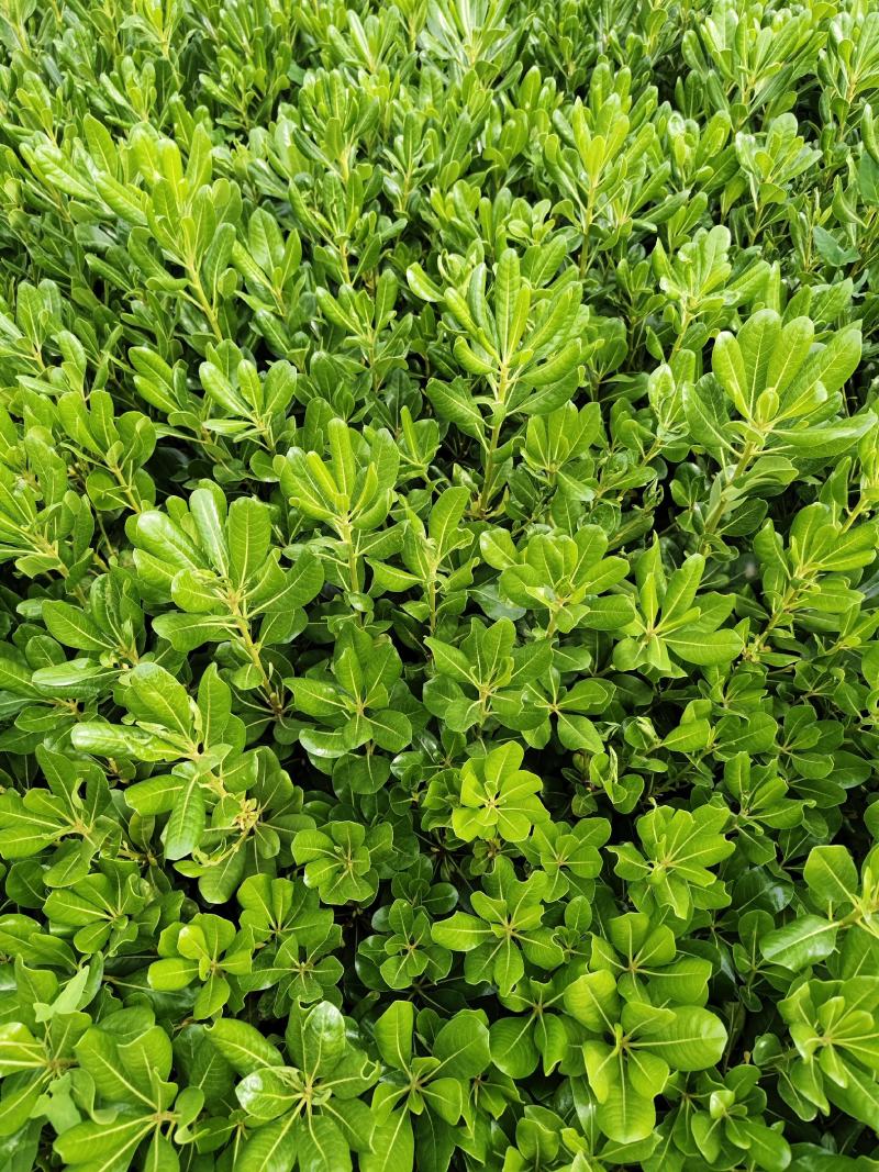 海桐