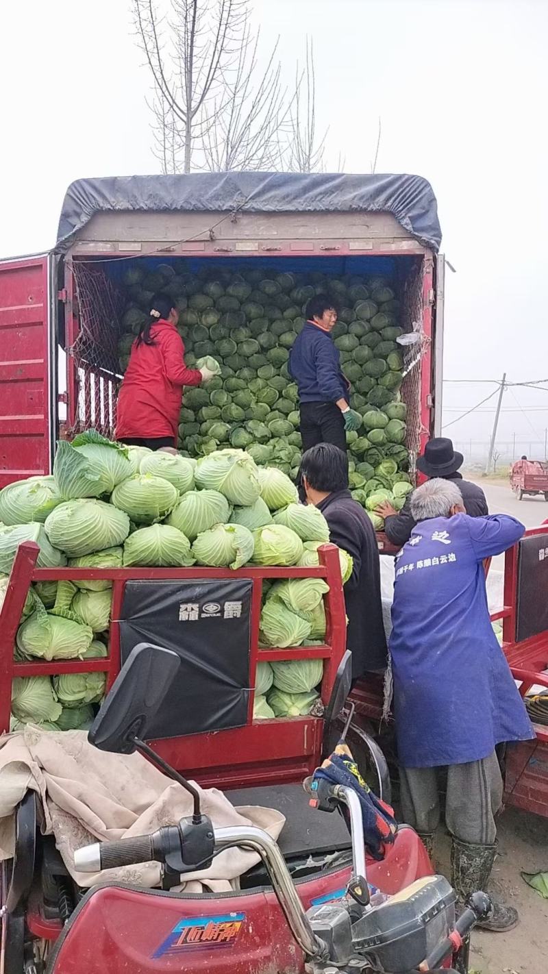 湖北扁包菜，冬升，冬绿，奥奇娜，银盛，春旺，代发全国