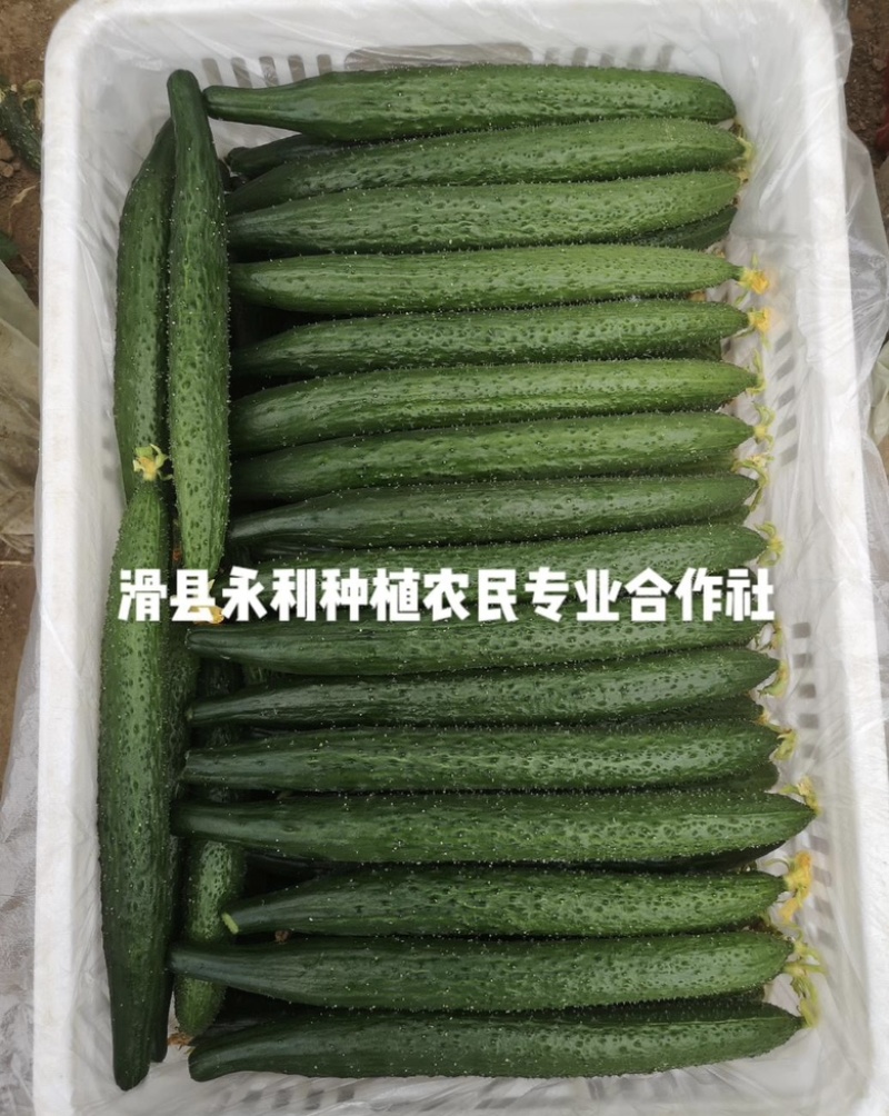 密刺黄瓜