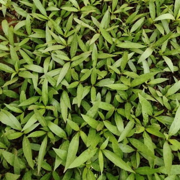 翠芦莉