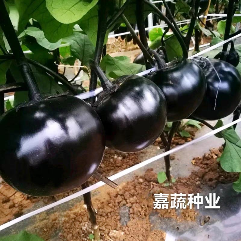 嫁接圆茄苗，黑宝圆茄，快圆，大红袍，绿瓤白瓤紫茄