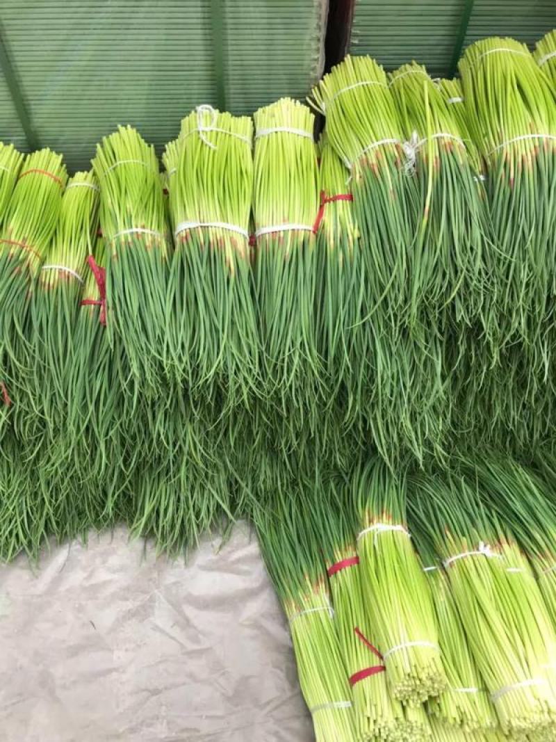 蒜苔产地一手货源代收代发，零担整车可长期合作