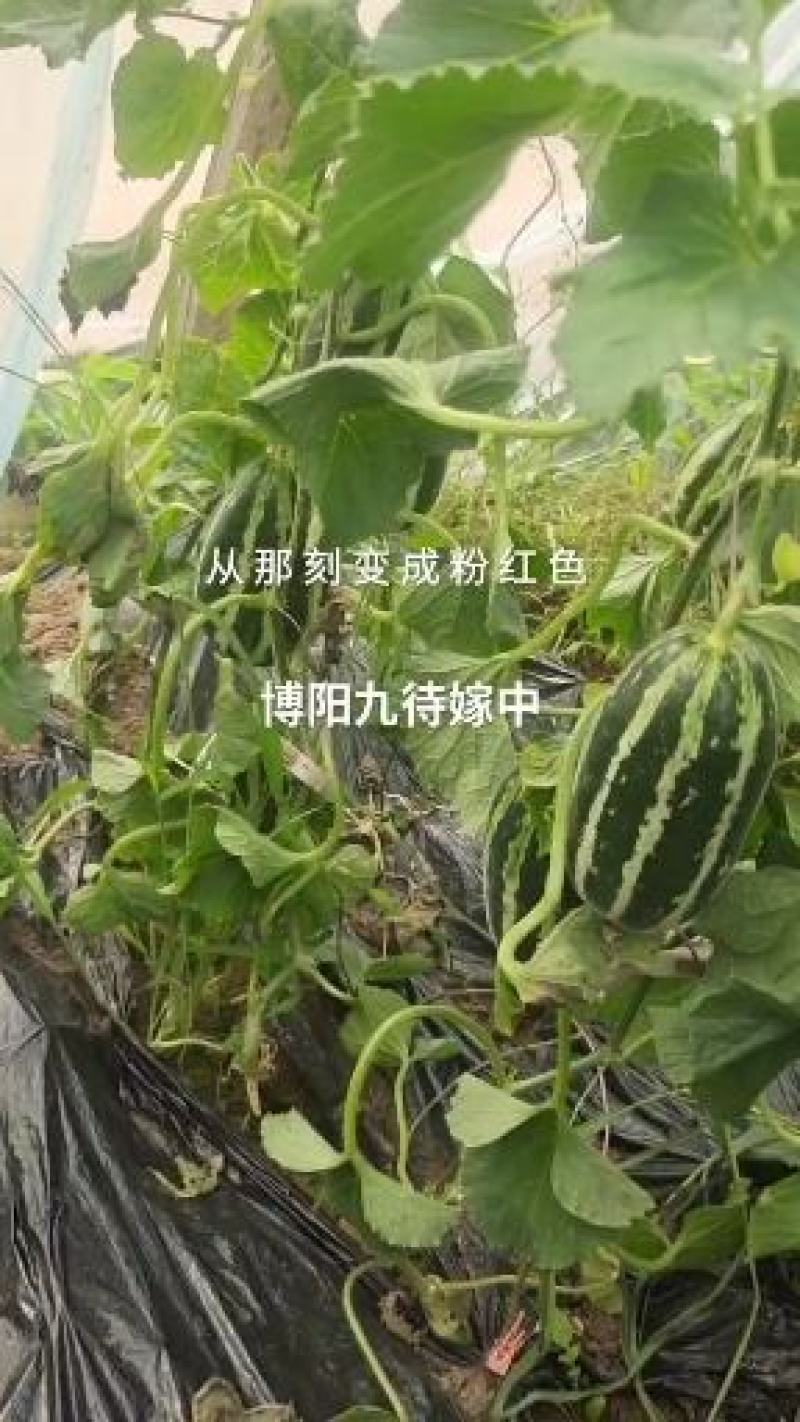 天香二号甜瓜
