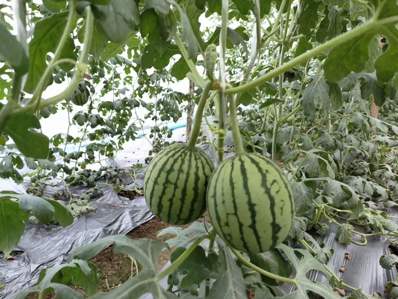 木瓜放置在室温下的保存状态