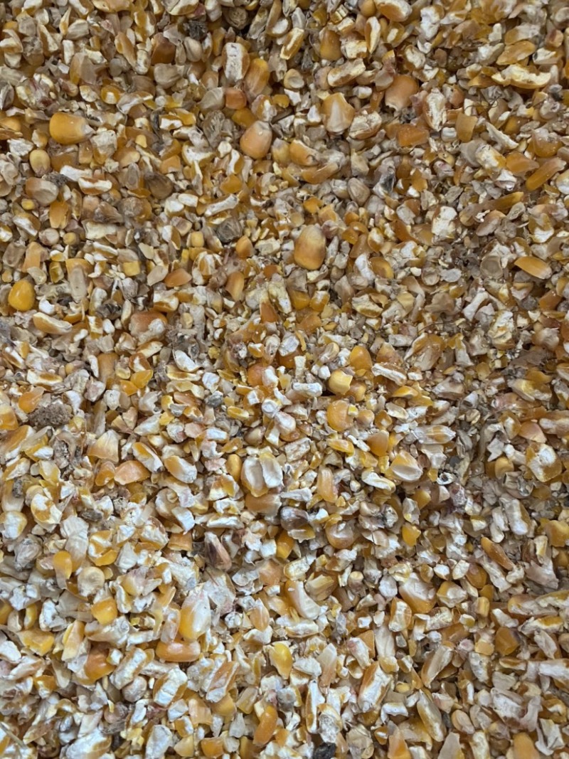 碎玉米精品大量现全年现货供应替代好玉米使用