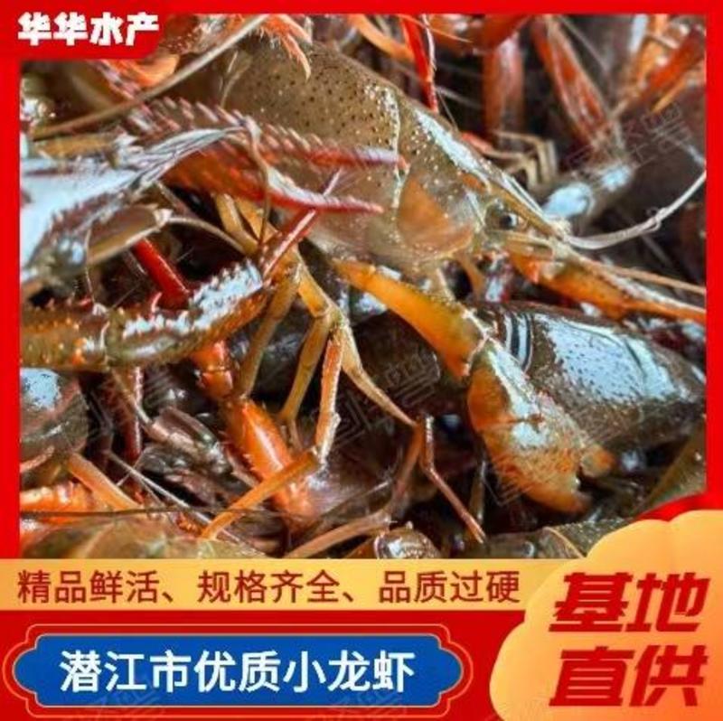 【潜江小龙虾】精品鲜活规格齐全基地直供欢迎下单