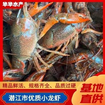 【潜江小龙虾】精品鲜活规格齐全基地直供欢迎下单