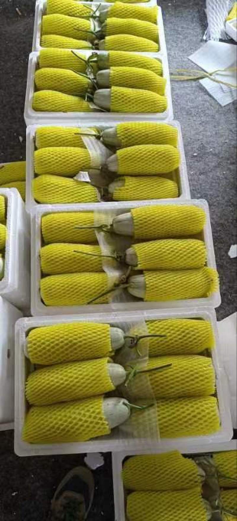 博洋6号系列甜瓜