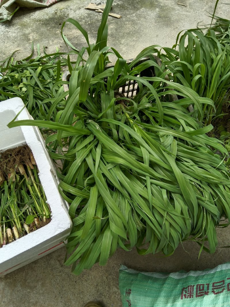 甜象草皇竹草牧草牛羊马猪鸡鸭鹅都喜欢吃需要的老板可以联系