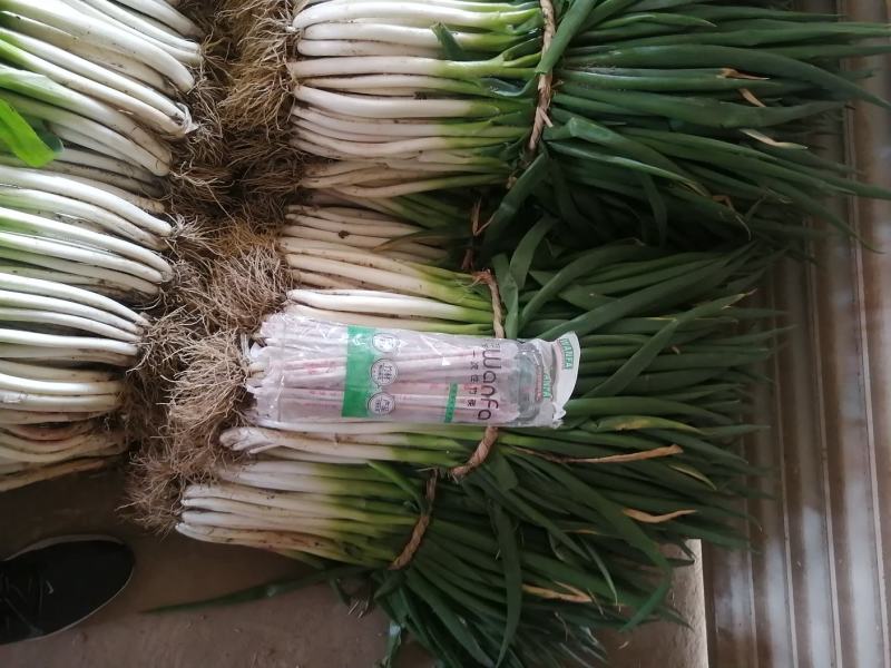 大葱分葱，黄分葱，可供超市，市场加工企业