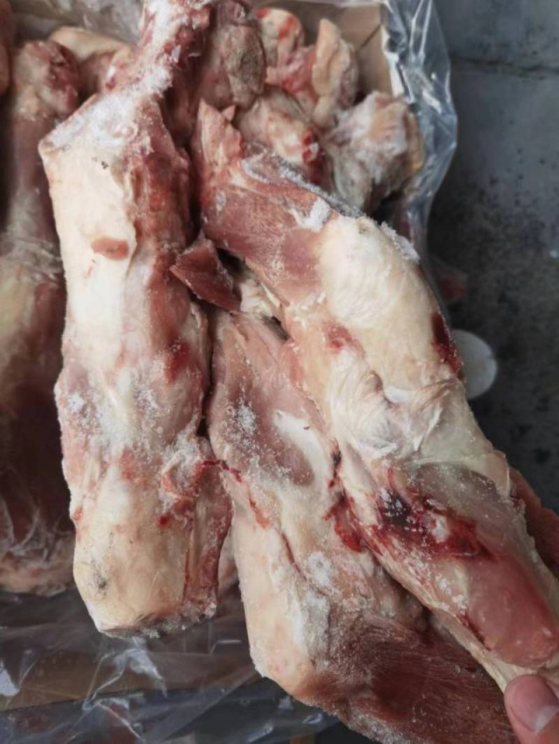 带腱后腿骨
