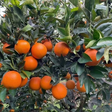 大量供应夏橙