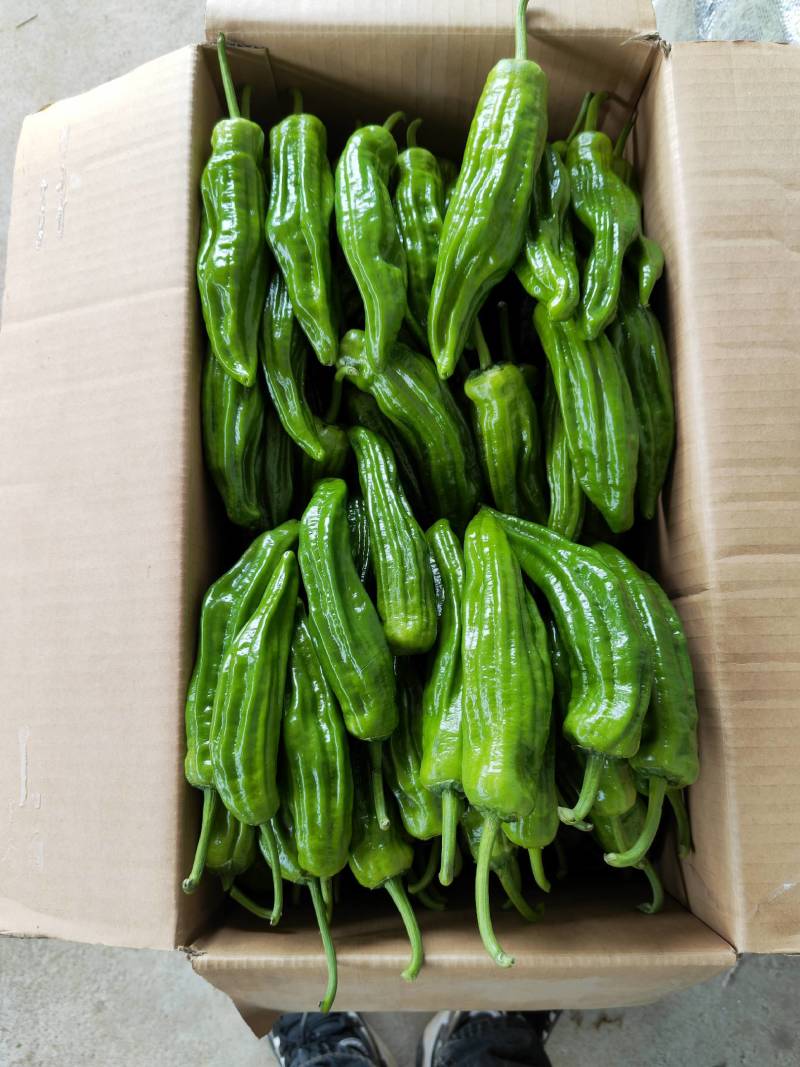 麻城市优质薄皮椒/青椒/产地一手实力代办，大量现货可供。