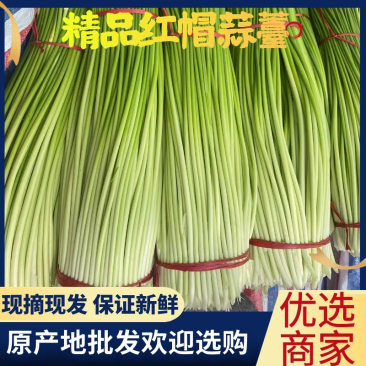 精品红帽蒜薹，万亩产地直供代发全国一手货源批发