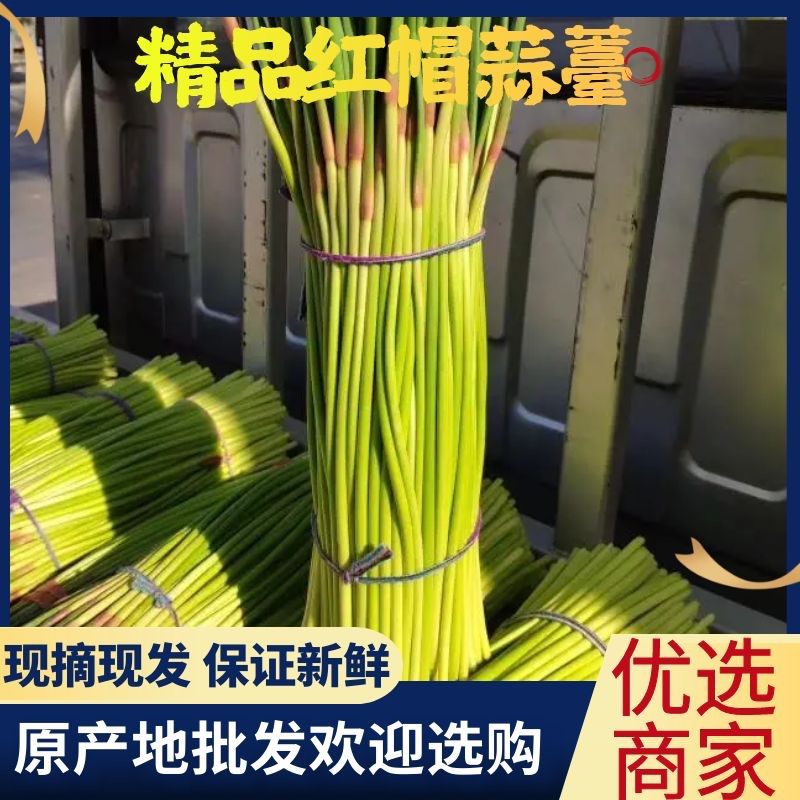 【精品蒜薹】货源充足原产地发货现摘现发保证新鲜对接全国