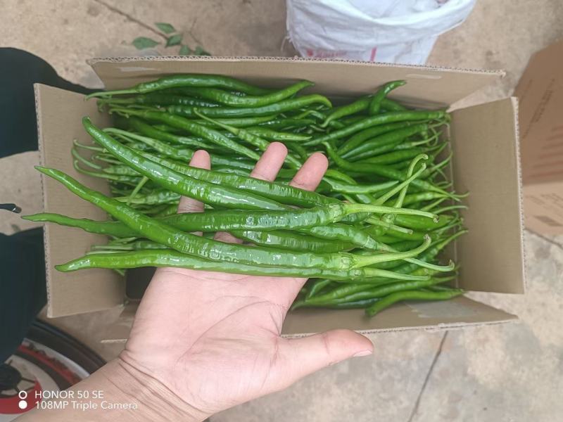 7号青线椒