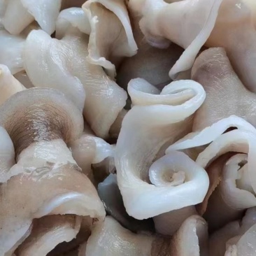 鱼唇