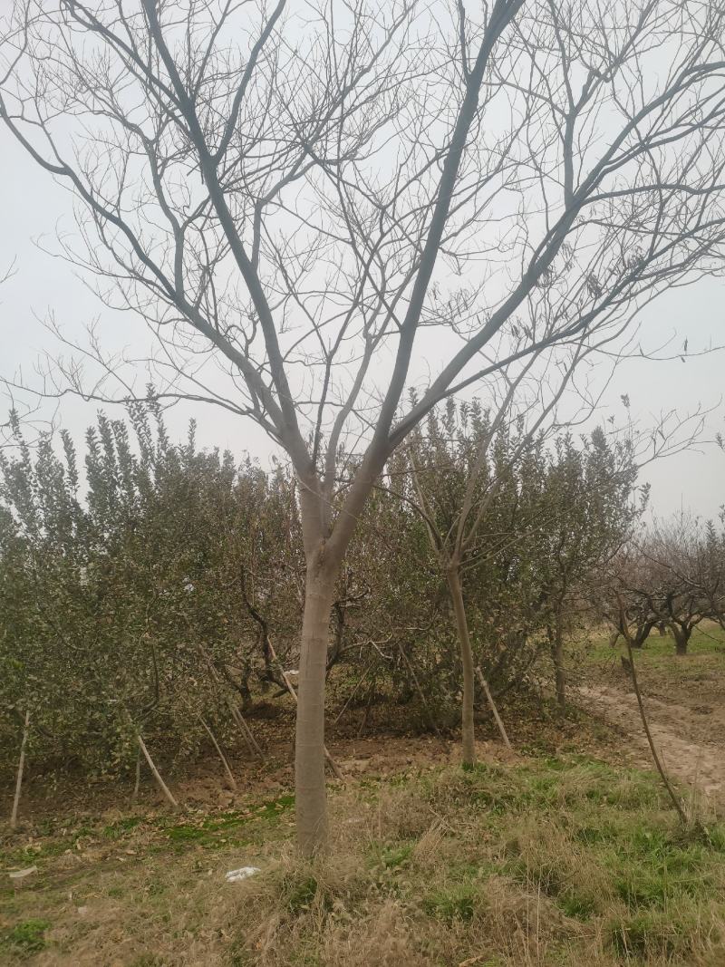 合欢树胸15